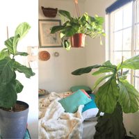 Enemigas naturales: conocé 5 plantas que no pueden crecer juntas