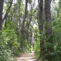 Un proyecto de ley fija hasta 10 años de prisión por destruir bosques nativos