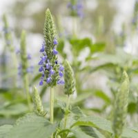 Más fácil de lo que creías: el truco para cultivar chía en casa y disfrutala en tu propia huerta sin problemas
