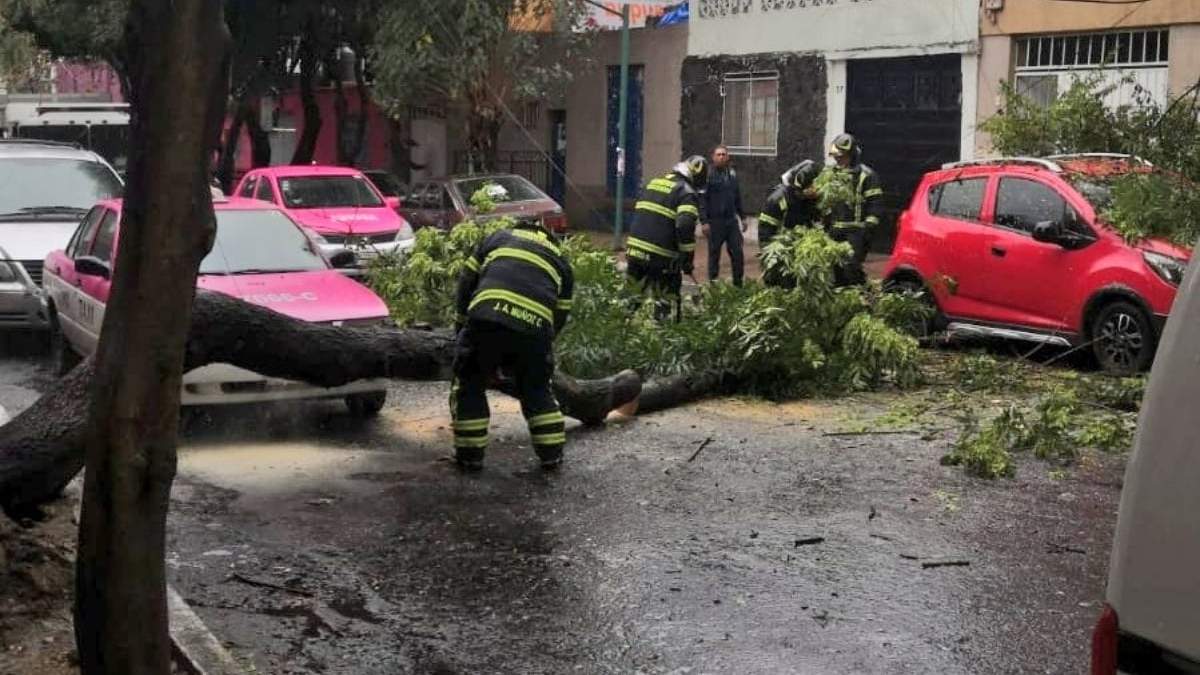 Un árbol de diez metros de largo se desplomó en la esquina de las calles 8 de Septiembre y Gral. Miguel Quintana, en la colonia Daniel Garza de la alcaldía Miguel Hidalgo
