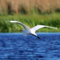 Curiosidades de la garza, el ave majestuosa que habita esteros y lagunas