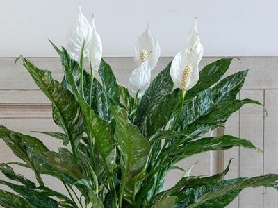 Guía definitiva para que tu Spatafilo o Cuna de Moisés dé flores de una vez por todas: el error que podrías estar cometiendo