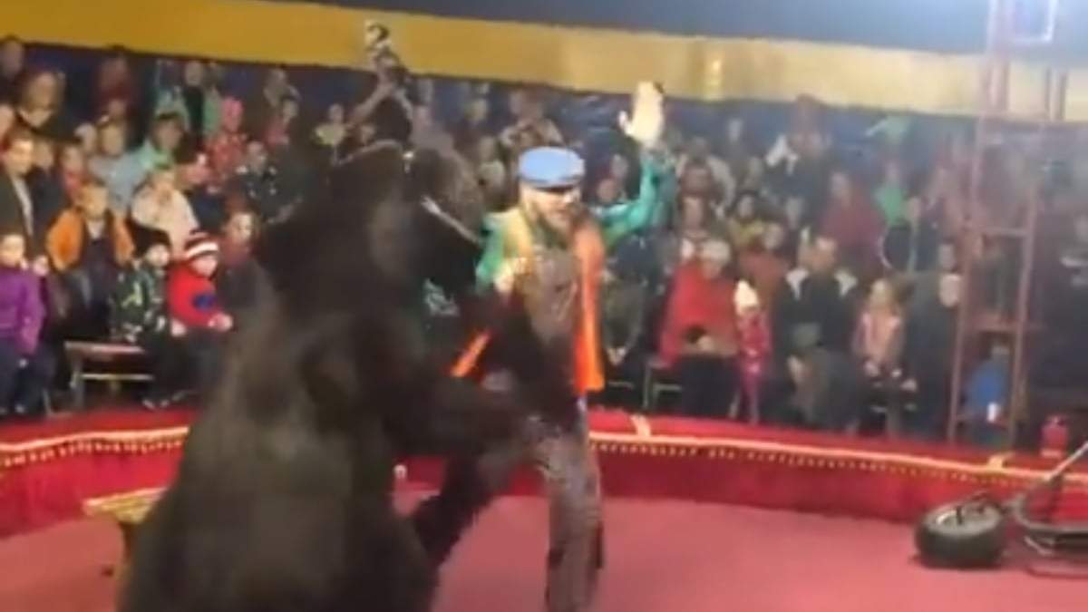 El ataque del oso negro