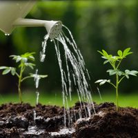 Ya no vas a preocuparte: el secreto definitivo para regar tus plantas cuando estás de vacaciones