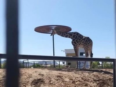 La jirafa Benito, sin sombra en plena ola de calor en Ciudad Juárez; piden donarla a EU