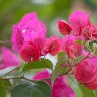 La planta que llena de color y belleza las paredes de tu jardín y que es un verdadero tesoro para tu salud