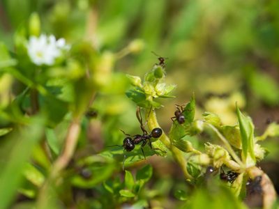 Si ya probaste todo y las hormigas siguen atacando tus plantas, intentá con este remedio casero de los jardineros