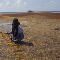 Lanzan grito de auxilio por la invasión de toneladas de sargazo en las playas de Q. Roo