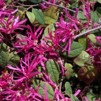 Conocé la impresionante planta que crece como arbusto y tiene flores que parecen cintas