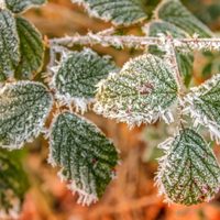 Los 4 errores que muchos cometen con sus plantas en invierno y que traen consecuencias negativas en tu jardín