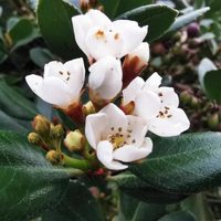 La planta elegante que es perfecta para cubrir paredes, sobrevive al sol, al viento y al olvido