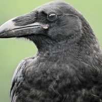 No solo los loros: el pájaro que pocos saben que imita sonidos e identifica figuras