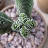 Suculentas: cómo cultivar la variedad Templo de Buda, ideal para espacios interiores