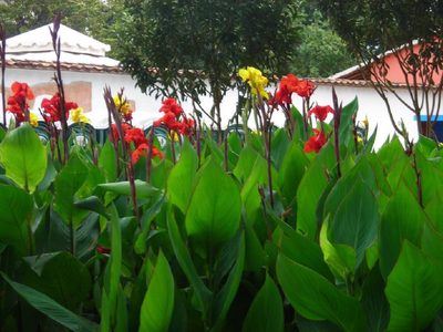 Las plantas que crecen rapidísimo y son perfectas para proteger tu casa de vecinos curiosos