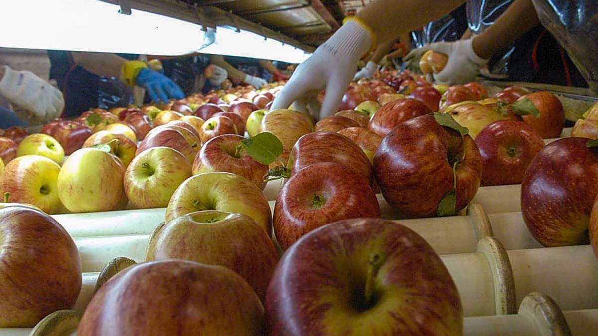 Producción del sector frutícola en Neuquén. Fuente: (Twitter)