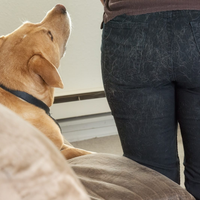 Volvé a usar el color negro: así podrás deshacerte para siempre de los pelos de tus mascotas en la ropa