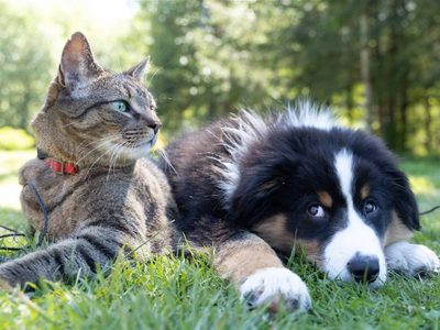 ¿Por qué hoy, 29 de abril, se celebra el Día del Animal en la República Argentina?