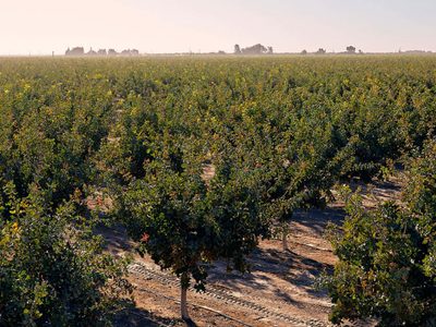 La impresionante fiebre por el "oro verde"