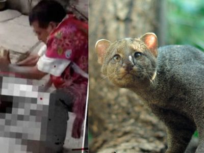 Asesinan en Chiapas a un jaguarundí, especie en peligro de extinción; lo confunden con un nahual