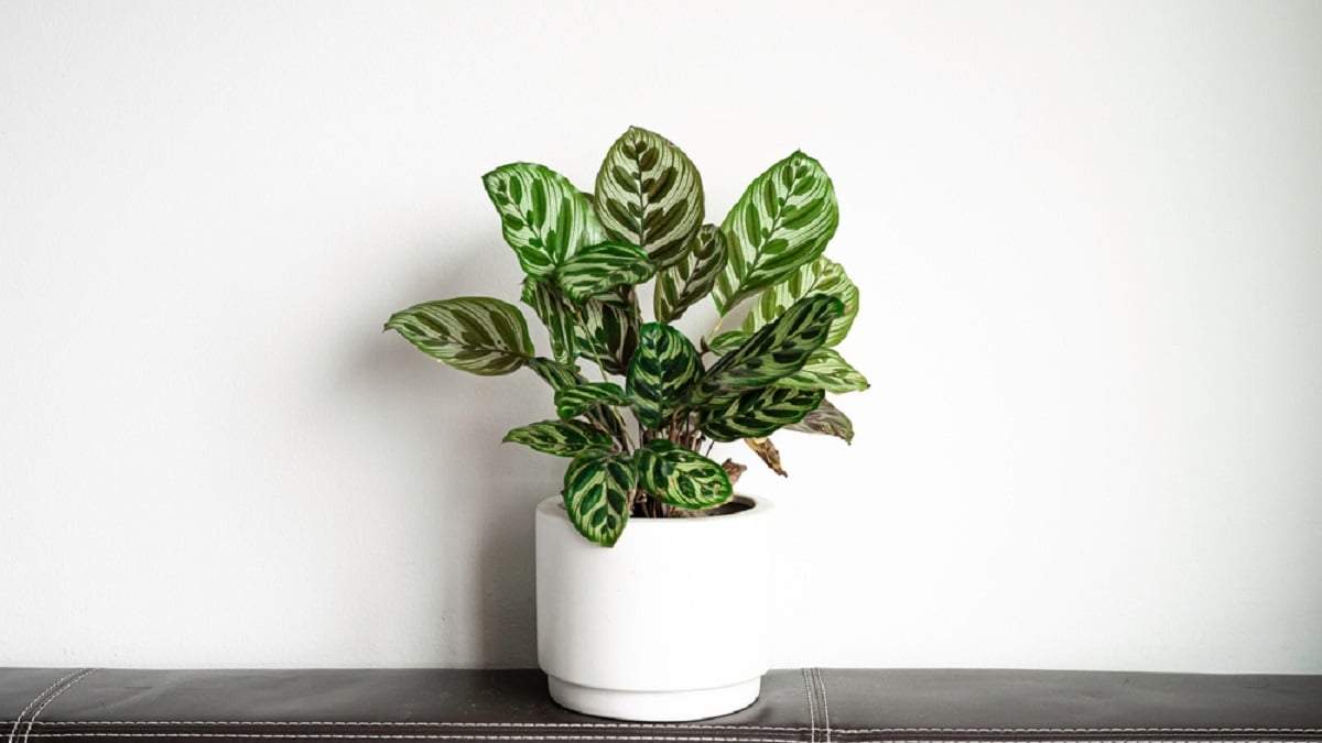 Calathea, una hermosa planta de pocos cuidados. Fuente: (X)