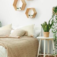 Conocé las plantas que podés tener en tu pieza y sus beneficios