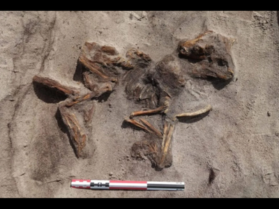 Quería ampliar la cochera y encontró un barco tumba vikingo