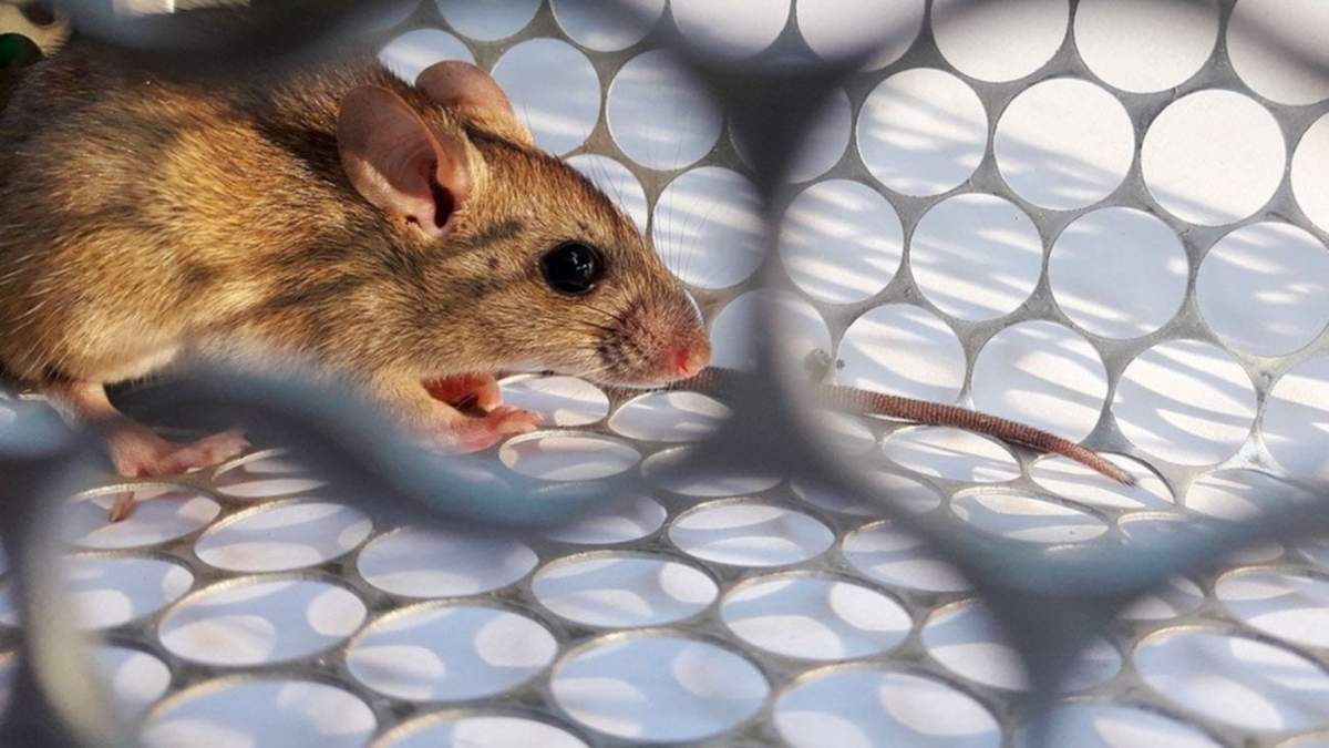 Hantavirus. Fuente: (X)
