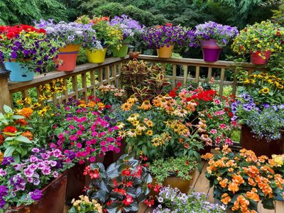 No falla: 2 cucharaditas de este ingrediente casero y tus plantas se llenarán de flores