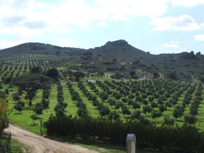 Aceite de oliva biodinámico: una propuesta sustentable