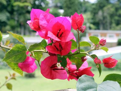 Con un truco casero, hacé que tu Santa Rita explote de flores en solo un mes