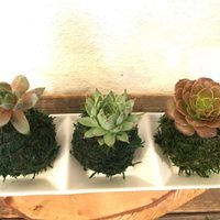Hacé tu propia kokedama de suculentas con esta idea fácil y original para regalar o para decorar cualquier rincón de tu casa