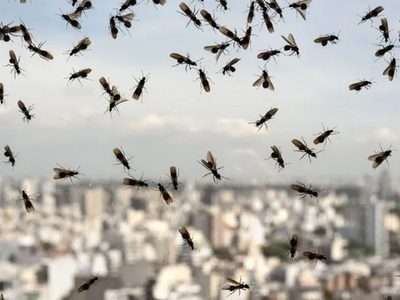 Preocupante invasión de hormigas voladoras en AMBA: por qué aparecieron