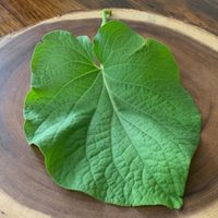 Conocé la planta comestible que es un tesoro para curar todos estos malestares