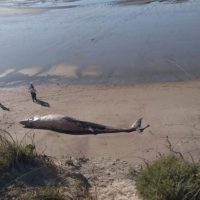 Conmoción en Las Grutas: hallaron una ballena sin vida en la costa