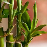 Plantas: los trucos de la abuela para cuidar tu Bambú y que no se marchite ni se ponga amarillo