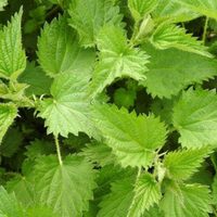 La planta que muchos confunden con maleza y esconde un sinfín de beneficios para tu salud