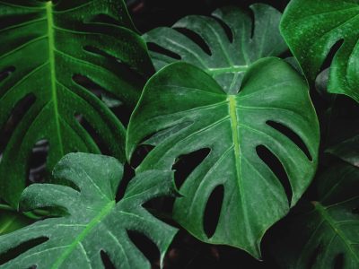 Si tu planta Monstera se quedó sin hojas o aún tiene muy pocas, probá este secreto viverista para que florezca