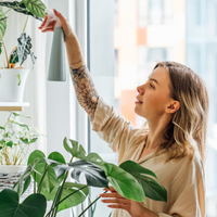Mis plantas se están secando: cuáles son los cuidados más efectivos para que no se mueran en otoño
