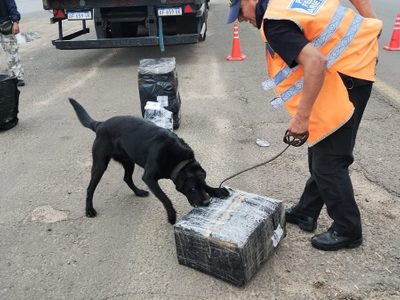 Interceptaron un cargamento de marihuana que viajaba a San Martín de los Andes