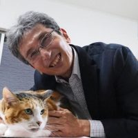 El “gen naranja”: la mutación que explica el misterio de los gatos
