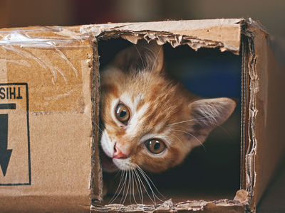 Con solo 1 caja de cartón y 1 remera vieja: armá la casita más tierna para tu gatito