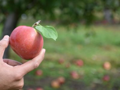 Tené tu propio árbol de manzanas en tu jardín, con estos consejos fáciles y efectivos de los expertos jardineros