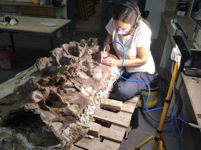 Identificaron a un Bicharracosaurus en Chubut: el dinosaurio que vivió hace más de 150 millones de años