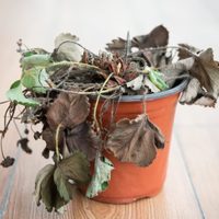 3 ingredientes son suficientes para revivir tus plantas marchitas y que estén rozagantes sin gastar ni un peso