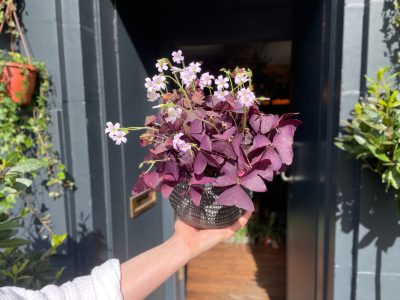 La maravillosa planta de hojas violetas que se muere en invierno y se llena de color en primavera