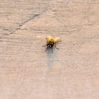 Remedios caseros y naturales para ahuyentar a moscas y mosquitos de nuestro hogar