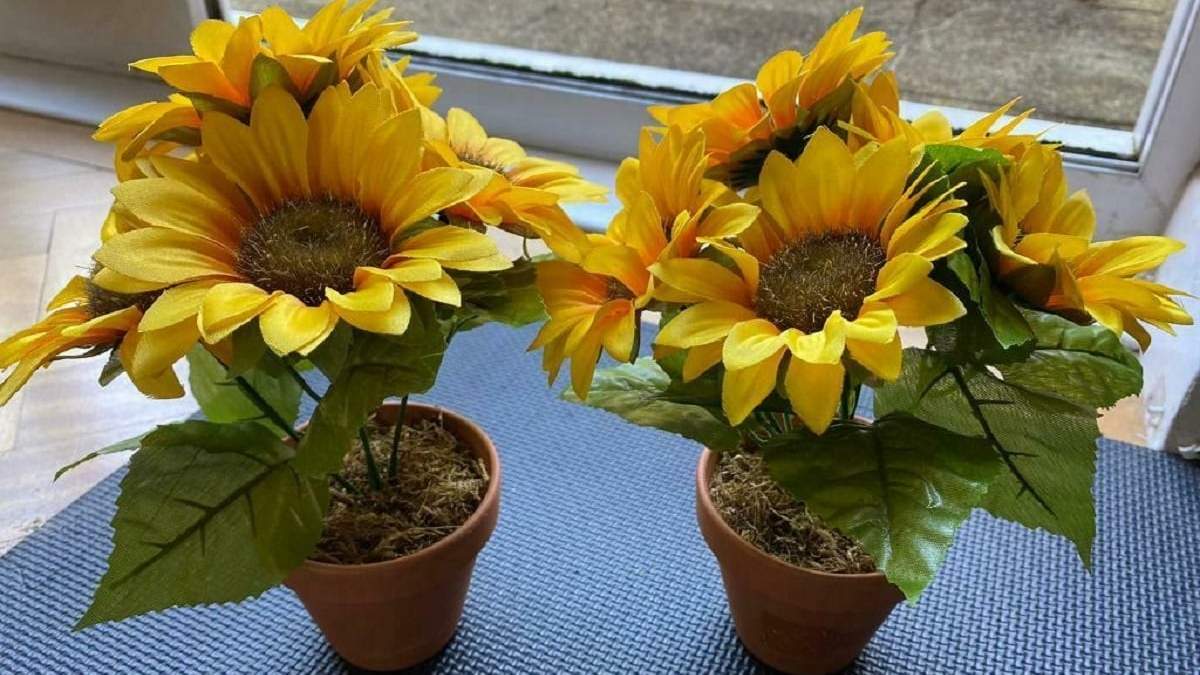Girasoles. Fuente: (Instagram)