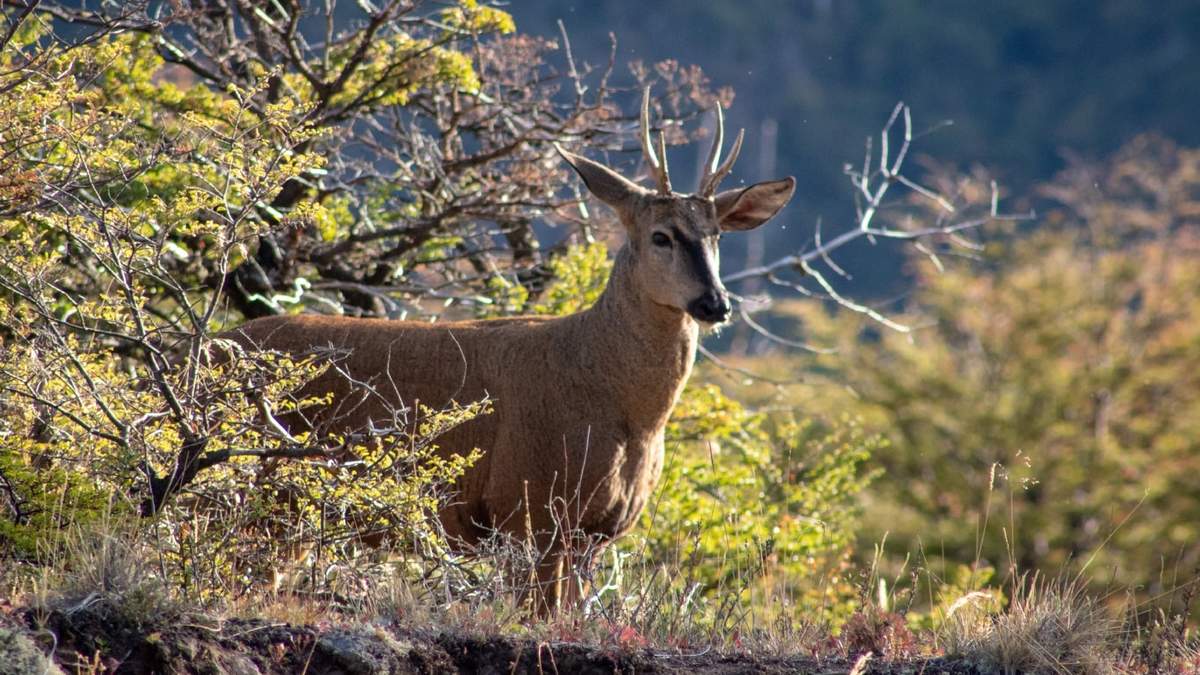 Huemul. Fuente: (Instagram)
