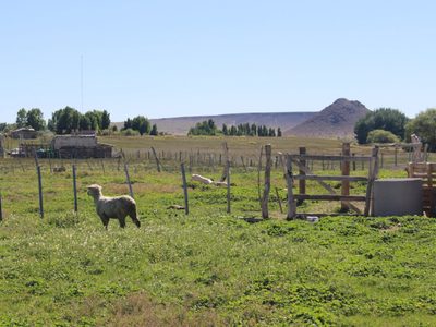 Cuatreros robaron ovejas en la granja de un vecino de Zapala