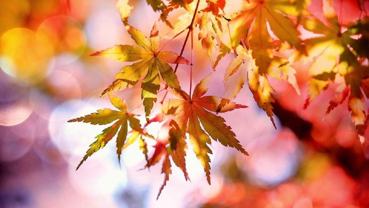 Plantas. Fuente: (nuestroclima)